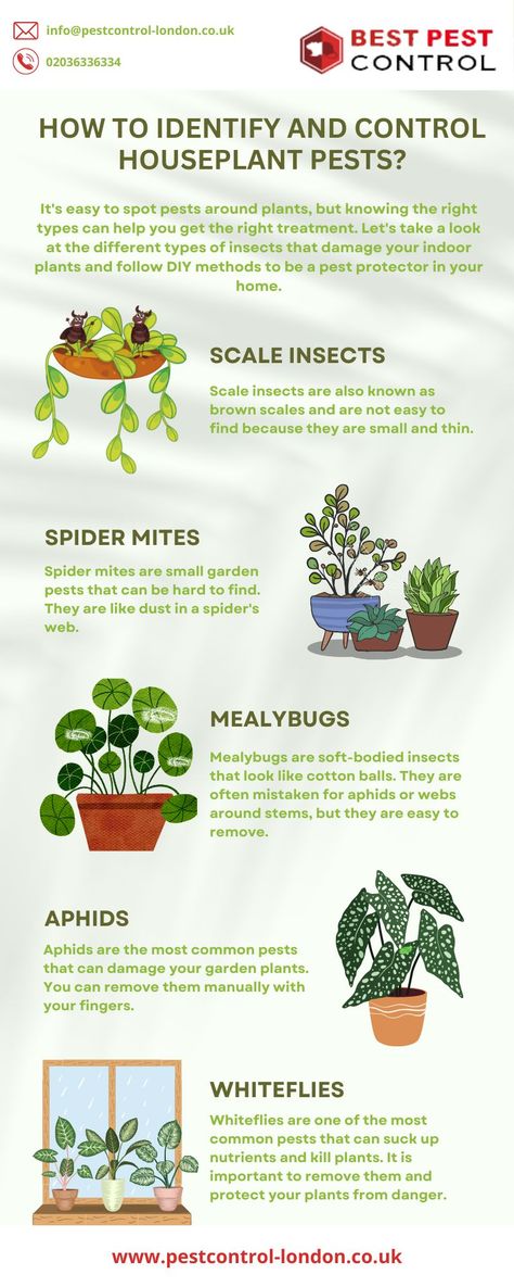 Houseplant Pests, Pest Control Plants, How To Help Nausea, Plant Insects, Pest Prevention, Grow Herbs, Scale Insects, Types Of Insects, Best Pest Control