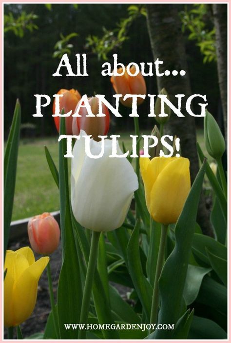 Tulips Planting, Tulip Care, When To Plant Tulips, Types Of Tulips, Growing Tulips, Planting Tulips, Tulips Garden, Spring Flowering Bulbs, Garden Bulbs