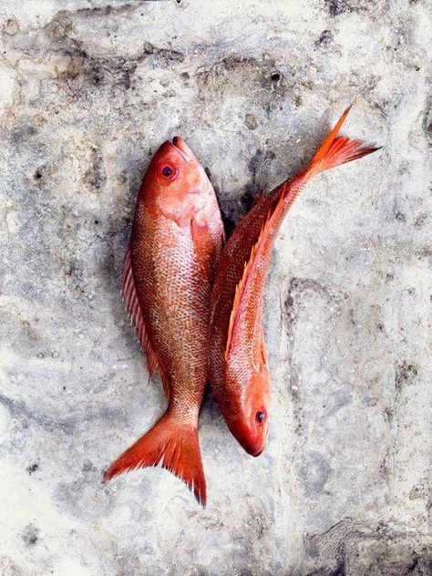 fishing scales / Cosmos Fish Photography, Beautiful Food Photography, Food Photography Inspiration, Food Photography Styling, Fresh Fish, Red Fish, Fish Dishes, Photographing Food, Beautiful Food