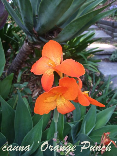 canna lily 'Orange Punch' Canna Lily Garden, Canna Flower, Orange Punch, Canna Lily, Lily Garden, Flowers Orange, Lily Flower, Tropical Plants, Abstract Flowers