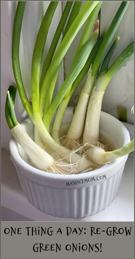 Green Onions Growing, Herb Scissors, Companion Gardening, Growing Greens, Another Round, Replant, New Growth, New Green, Green Onions