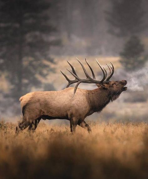 Archery Elk Hunting, Hunting Wallpaper, Elk Pictures, Elk Photography, Animal Photography Wildlife, Hunting Pictures, North American Wildlife, Bull Elk, American Animals