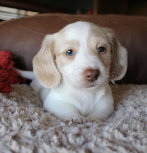 Cream Piebald Miniature Dachshund Longhair Puppy at Muddy River Dachshunds Piebald Dachshund, Dachshund Breed, Dachshund Funny, Dachshund Puppies For Sale, Clever Dog, Dachshund Puppy Miniature, Miniature Dachshunds, Dapple Dachshund, Long Haired Dachshund