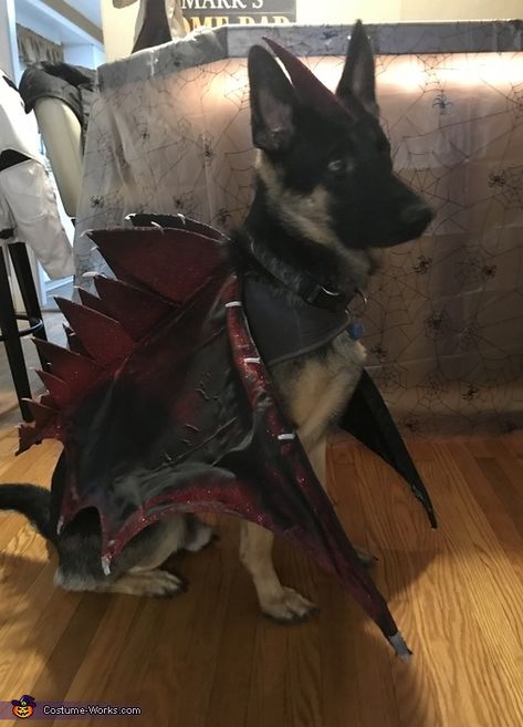 Mary: My German Shepherd as dragon. We have a dragon Insense burner and realized it looked like teddy (Theodore Roosevelt) with his mouth open from.the side so made the costume from... German Shepherd Halloween Costume, Dog Dragon Costume, Dog Costume Diy, Dragon Dog, Dragon Halloween Costume, Costume For Dogs, Dragon Halloween, Metal Coat Hangers, Diy Dog Costumes