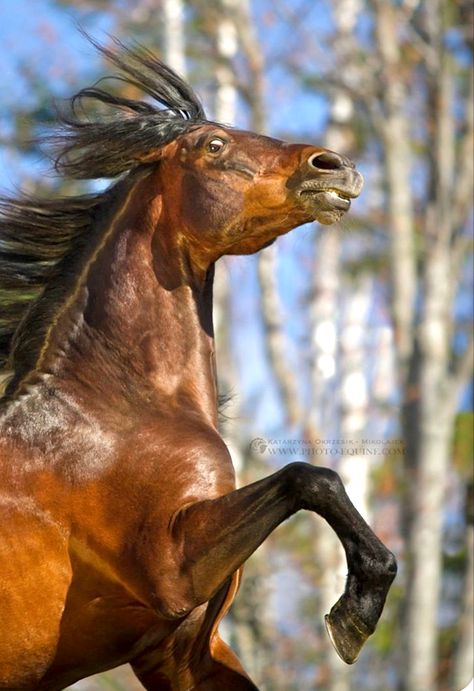 Feeling his oats. (Katarzyna Okrzesik-Mikołajek) Angry Horse, Kathiyawadi Horse, Spanish Horse, Marwari Horses, Bay Horse, Akhal Teke, Horse Gear, Horse Face, Draft Horses