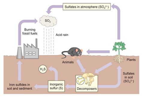 Sulphur Cycle, Biogeochemical Cycles, Earth's Spheres, Science Drawing, Nitrogen Cycle, Carbon Cycle, Organic Molecules, Fossil Fuels, Teaching Science