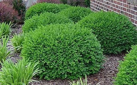 Velvet Boxwood, Green Velvet Boxwood, Boxwood Bush, Low Maintenance Landscaping Front Yard, Tall Shrubs, Box Wood Shrub, American Garden, Foundation Planting, Planting Shrubs