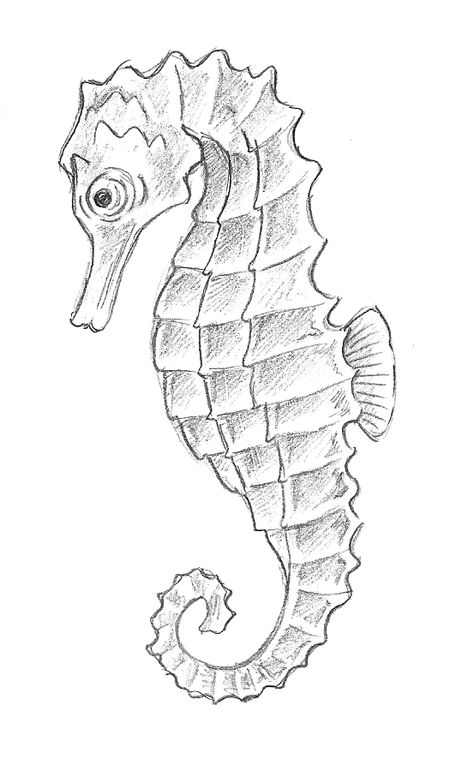 Marine Life Drawing, Creatures Drawing, Seahorse Drawing, Sea Creatures Drawing, Ocean Drawing, Sea Drawing, Animal Drawings Sketches, Pen Art Drawings, Drawing Pen