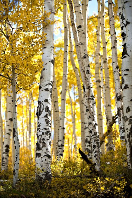 Aspen Tree Tattoo, Aspen Trees Tattoo, Aspen Trees Photography, 자작나무 그림, Boom Kunst, Birch Tree Art, Aspen Tree, Birch Tree Painting, Aspen Trees