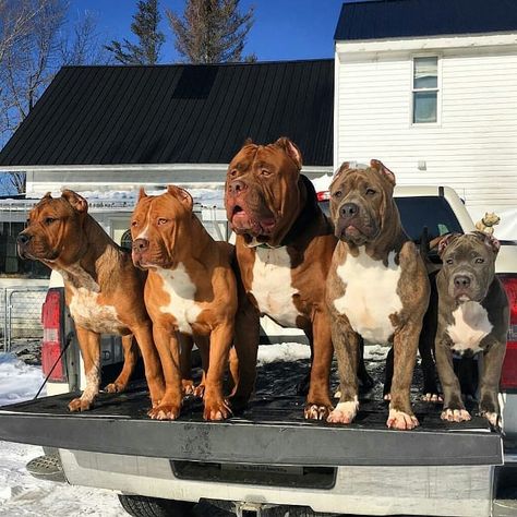 Pitbull_loverz on Instagram: “@vip.pitbulls 😘 hulk family  ___________ ____________ Credits to @iam_thehulk” Blue Fawn Pitbull, Pocket Pitbull, Pallet Dog Bed, Pitbull Boxer Mix, Staffy Dog, Bully Pitbull, Pitbull Tattoo, Bully Dogs, Pitbull Rescue