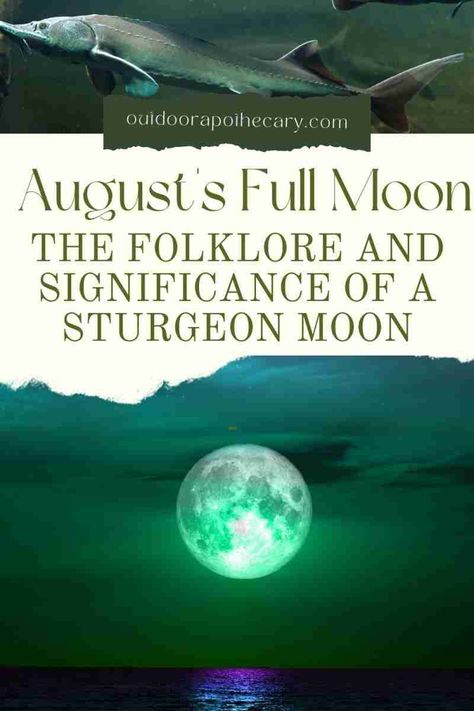 Sturgeon Moon, Moon Names, Lunar Magic, Moon Circle, Nature Journaling, Moon In Aquarius, Moon Ritual, Seasonal Living, Full Moon Ritual