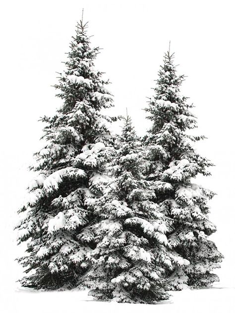 Pine Christmas Tree, Snowy Trees, Flocked Christmas Trees, What Is Christmas, Winter Scenery, Tree Drawing, Snow Scenes, Winter Trees, Winter Pictures