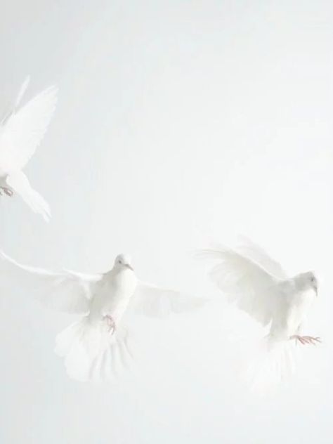 Flying In The Sky, Foto Art, White Doves, Shades Of White, White Aesthetic, Winter White, White Board, All White, Pure White