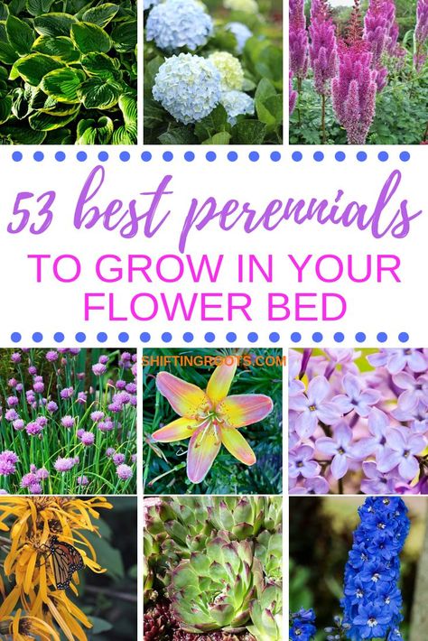 These 53 perennial flowers are must-haves in my flower bed.  You'll find a huge variety whether you're looking for low maintenance, cut flowers, shade lovers, ground covers, or just something pretty to fill that spot in your backyard flower garden.  A good resource for beginners!! #perennials #flower #gardening Flower Beds In Back Of House, Backyard Flower Garden, Flower Garden For Beginners, Backyard Flowers Garden, Garden For Beginners, Plant Zones, Best Perennials, Backyard Flowers, Ground Covers