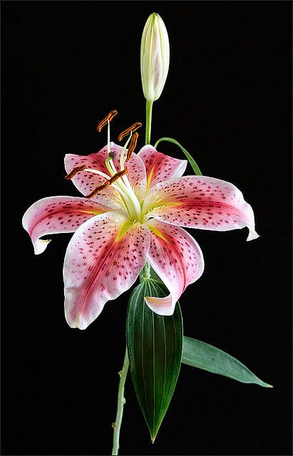 Stargazer Lily - A favorite :) Star Gazing Lily, Lilly Stargazer, Red Lily Flower Anime, Lily Flower Photography, Flower Wallpaper Red, Lily Flower Wallpaper, Lily Stargazer, Stargazer Lily Tattoo, Red Lily Flower