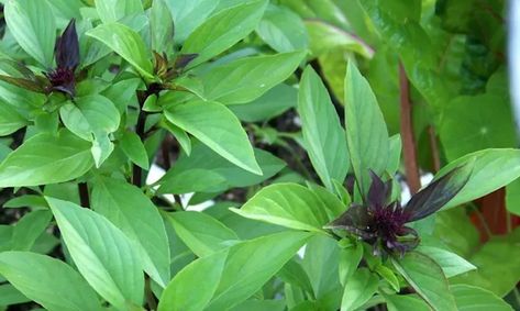 Tasty substitutes for cilantro Basil Benefits, Benefits Of Basil, Types Of Basil, Harvesting Basil, Basil Herb, Growing Basil, Basil Seeds, Basil Plant, Thai Basil