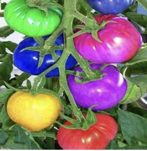 Real Rainbow Tomatoes!🌈 Tanaman Tomat, Rainbow Tomatoes, Growing Organic Tomatoes, Growing Tomatoes In Containers, نباتات منزلية, Rose Seeds, Growing Potatoes, Magic Garden, Home Garden Plants