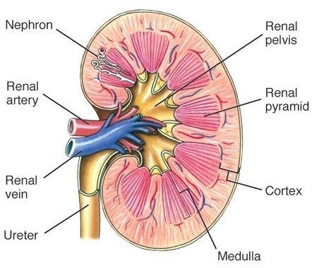 The Excretory System, Kidney Anatomy, Human Kidney, Excretory System, Human Body Organs, Basic Anatomy And Physiology, Medical Student Study, Nursing School Survival, Human Body Anatomy