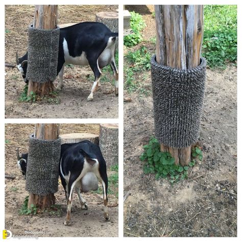 Smart Goat And Sheep Hay Feeder Ideas | Engineering Discoveries Smart Goat And Sheep Hay Feeder Ideas Goat Playground, Goat Toys, Goat Shelter, Goat Pen, Goat House, Plastic Grass, Raising Farm Animals, Grass Mat, Goat Care