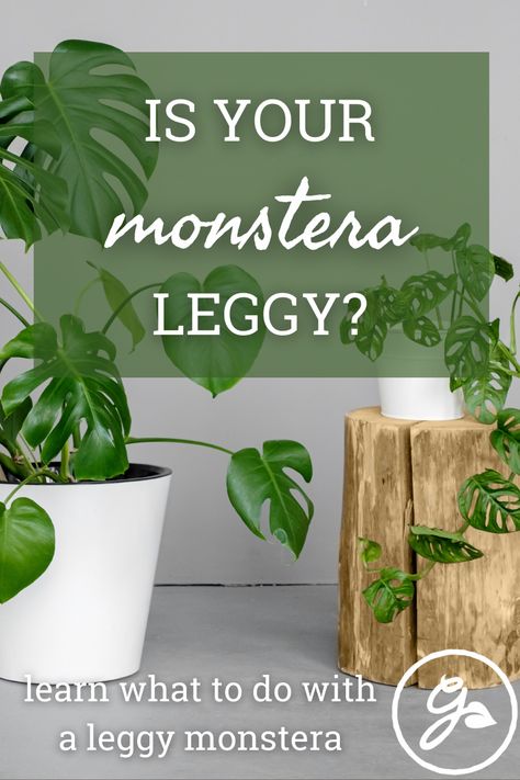 Propagating A Monstera, Monstera Planter Ideas, Leggy Monstera Plant, Monstera Plant Pot Ideas, Monstera In Living Room, Pruning Monstera Deliciosa, Pruning Monstera, Monstera Pruning, How To Repot A Monstera Plant