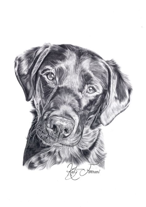 Lab Dog Drawing, Dog Pencil Drawings Step By Step, Labrador Sketch Easy, Black Lab Drawing, Labrador Sketch Drawings, Black Lab Sketch, Black Lab Drawing Pencil, Labrador Drawing, Ink Dog Drawing