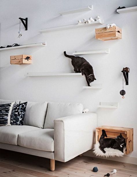 30+ Easy DIY Cat Shelves Ideas That Will Wow Them | HomeMydesign Diy Cat Shelves, Ikea Picture Ledge, Katt Diy, Cat Climbing Wall, Katt Grejer, Kat Diy, Chat Diy, Cat Wall Shelves, Cat Playground