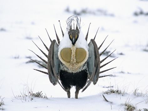 Sage Grouse, Habitat Destruction, Bird Hunting, All Birds, Environmental Science, Endangered Species, Nature Images, Bird Species, Top Photo