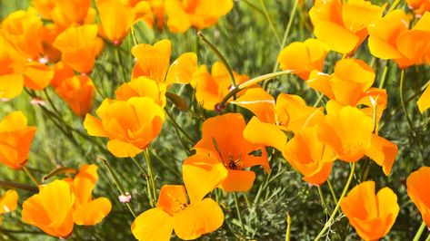 How to Plant, Grow and Care For California Poppies California Poppies, Insecticidal Soap, Powdery Mildew, Sandy Soil, California Poppy, Seed Packets, Seed Pods, Drought Tolerant, Perennials