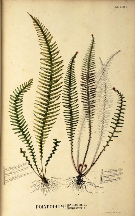 Fern Reference, Deer Fern, Old Book, Botanical Illustration, Cactus Plants, Fern, Deer, High Resolution, Account Suspended