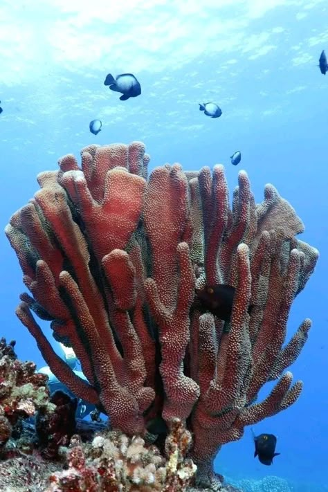 Diving In Hawaii, Ceramic Coral Reefs, Molokini Crater, Hawaii Snorkeling, Ocean Plants, Scuba Dive, Hawaii Usa, Underwater Life, Oceanography