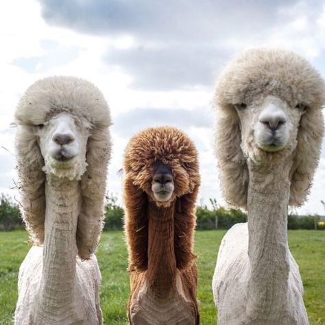 Making one of our alpaca blankets means you get to cuddle these guys everyday To Look