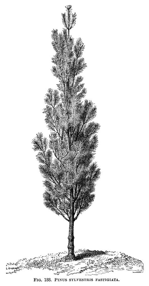 black and white graphics, botanical pine tree illustration, vintage tree clip art, pinus sylvestris fastigiata, Christmas tree engraving Pine Tree Illustration, Tree Engraving, Family Tree Drawing, Tree Black And White, Pine Tree Drawing, Palm Tree Drawing, Drawing Tree, Willow Tree Tattoos, Tree Wallpaper Iphone