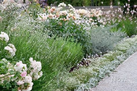 Perennial border with Roses, Lavandula, Gaura, Euphorbia Diamond Frost - Media Database Gaura Plant, Iceberg Roses, Diamond Frost, Rose Lavender, Perennial Border, Fire Pit Area, Farmhouse Garden, Planting Roses, Native Garden