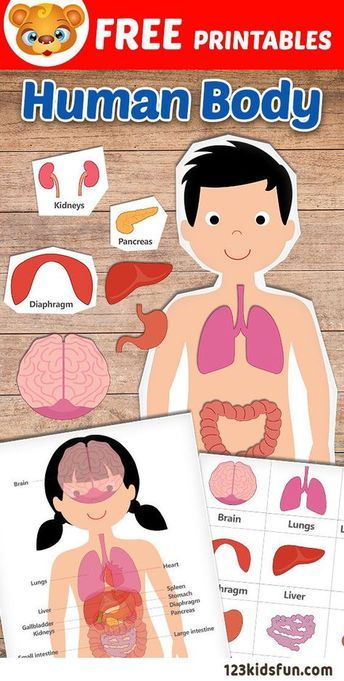 Human Body Printables, Human Body Activities, Human Body Unit, Kid Experiments, Human Body Systems, Printables Free Kids, Preschool Science, Cycle 3, Homeschool Science