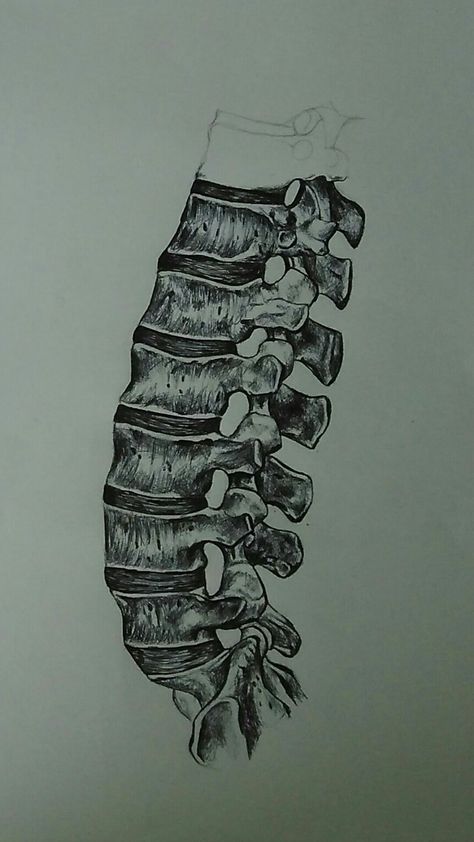 Drawing of part of a spine using black ballpoint pen- Judith Sohn Spine Drawing Sketches, Spine Sketch, Spine Drawing, Xray Art, Draw Ideas, Bone Jewelry, Spinal Cord, Watercolour Art, Art Class