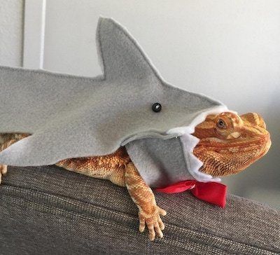 In search of only the absolute BEST bearded dragon accessories? If so, check out our post on everything from leashes, to costumes, furniture, and more! Bearded Dragon Costumes, Lizard Costume, Bearded Dragon Clothes, Baby Bearded Dragon, Bearded Dragon Cute, Shark Costumes, Guinea Pig Toys, Dragon Costume, Tortoise Turtle