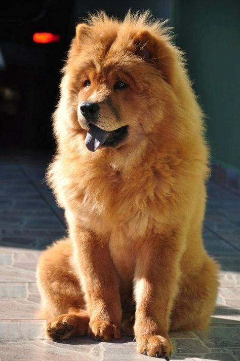 Chow Dog Breed, Perros Chow Chow, Chow Puppy, Big Fluffy Dogs, Chow Chow Dog, Expensive Dogs, Chow Dog, Chow Chow Puppy, Chow Chow Dogs