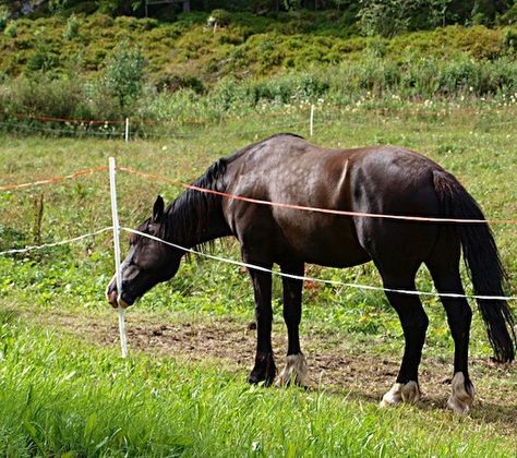 How to Install Electric Portable Horse Fencing Electric Fencing For Horses, Round Pens For Horses, Livestock Fence, Horse Pens, Horse Fence, Horse Paddock, Fence Options, Horse Shelter, Horse Fencing