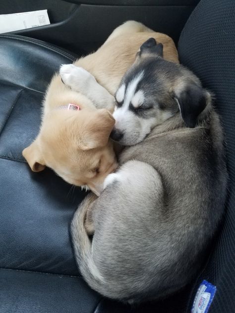 My Siberian husky/lab mix puppies.  This is Nyla and Bailey.  Their mom is a pure bred Siberian husky and their dad is a pure bred yellow lab. They are beautiful mixed puppies. Golden Husky Mix Puppies, Siberian Retriever, Husky Lab Mix Puppy, Husky And Golden Retriever, Dangerously Mine, Mixed Puppies, Pink Monstera, Lab Mix Puppies, Teach Dog Tricks