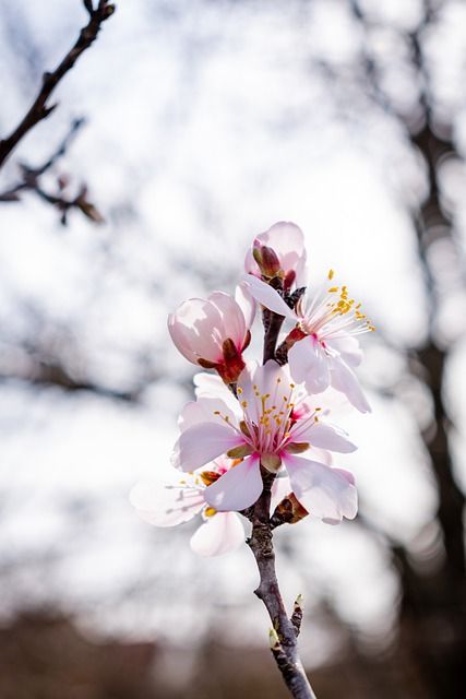 Photo Of Flowers, Flowers Branch, Almond Flower, Almond Tree, Almond Blossom, Flowers Petals, Flower Branch, Passion Flower, Spring Blooms