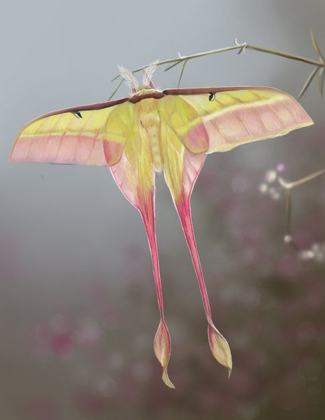 Madagascan Moon Moth aka Comet Moth #nature Lunar Moth, Moon Moth, Moth Caterpillar, Beautiful Bugs, Luna Moth, Creepy Crawlies, Yellow And Pink, Bugs And Insects, Beetles