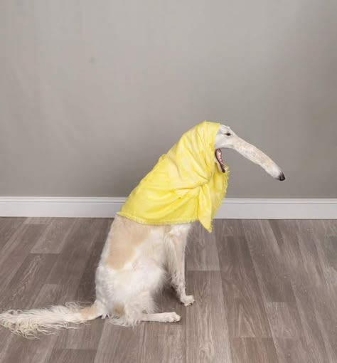 Funny Pics Of Dogs, Pics Of Dogs, Pet Humor, Cute Animal Art, Borzoi Dog, Pictures Of Dogs, Funny Pics, Pet Portrait, Dog Accessories