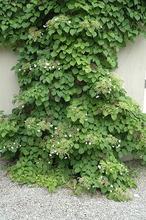 Click to view full-size photo of Climbing Hydrangea (Hydrangea anomala 'var. petiolaris') at Minor's Garden Center Climbing Hydrangea, Full Size Photo, Mid Summer, Climbing Vines, Woodland Garden, Front Yard Garden, Plant List, Climbing Plants, Courtyard Garden