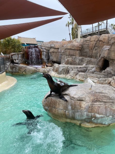 seals @ seaworld san diego🦭🩵 Seaworld San Diego Aesthetic, San Diego Fake Story, Seaworld Aesthetic, Sea World San Diego, Seaworld San Antonio, Seaworld San Diego, Aesthetic Places, Knotts Berry Farm, Berry Farm