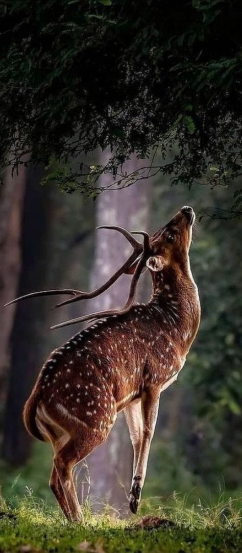 Deer Photography, Deer Pictures, Deer Art, Most Beautiful Animals, Forest Creatures, Pretty Animals, Majestic Animals, Arte Inspo, A Deer