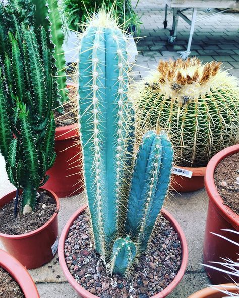 The Beautiful Blue Cacti—Pilosocereus https://succulentcity.com/the-beautiful-blue-cacti-pilosocereus/ Blue Candle Cactus, Indoor Cactus, Blue Cactus, Types Of Succulents, Succulent Gardening, Succulents Indoor, Cactus Flowers, Cactus Garden, Garden Bed