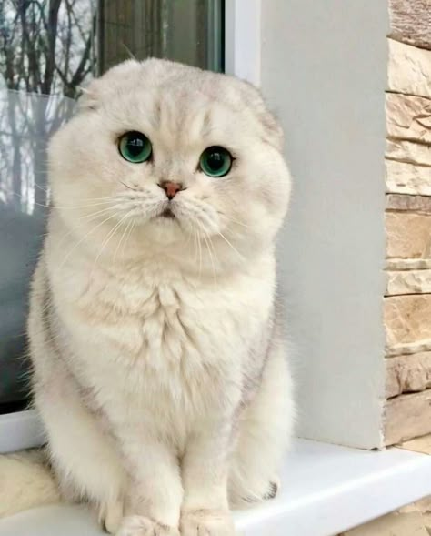 Scottish Fold Kittens, British Shorthair Kittens, Dream's Cat, Cute Kawaii Animals, British Shorthair Cats, Cute Little Kittens, Cute Animals Puppies, Scottish Fold, Pretty Animals