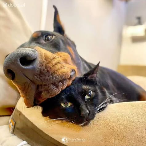 Doberman With Cat, Black Cat And Doberman, Black Cat Gf And Doberman Bf, Cat And Doberman, Doberman And Cat, Doberman Cute, Doberman Black, Doberman Aesthetic, Cute Doberman