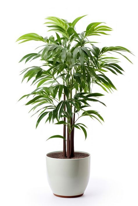 Potted tall plant leaf tree white background. AI generated Image by rawpixel. | free image by rawpixel.com House Plant Tree, Palm Tree In Pot, Curved Floor Lamp, Palm Tree Plant, Tall Plant, Plant Images, Plant Tree, Office Plants, Potted Trees