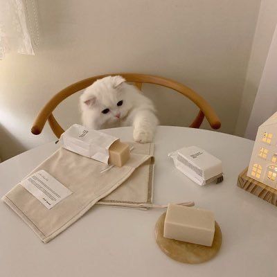 Beige Icons:), Cream Aesthetic, Söt Katt, Korean Aesthetic, Foto Ideas Instagram, Beige Aesthetic, Cat Aesthetic, Brown Aesthetic